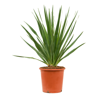 Растение горшечное Драцена/Dracaena draco