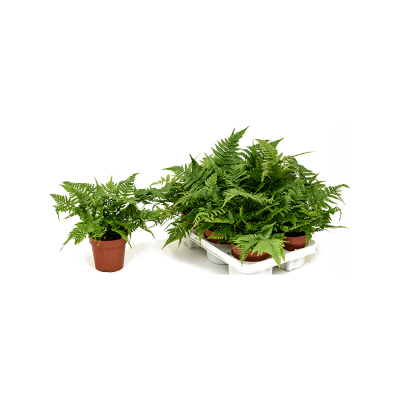 Растение горшечное Щитовник/Dryopteris erythrosora 6/tray