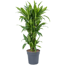 Dracaena fragrans 'Janet Craig'