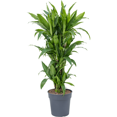 Растение горшечное Драцена/Dracaena fragrans 'Janet Craig'