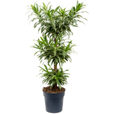 Pleomele (Dracaena) reflexa 'Song Of Jenny'