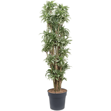 Dracaena kanzi