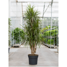 Dracaena marginata