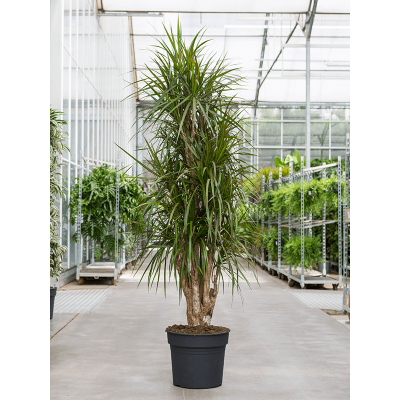 Растение горшечное Драцена/Dracaena marginata