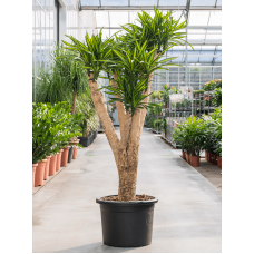 Dracaena riki