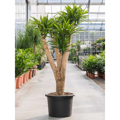 Растение горшечное Драцена/Dracaena riki