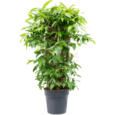 Dracaena surculosa