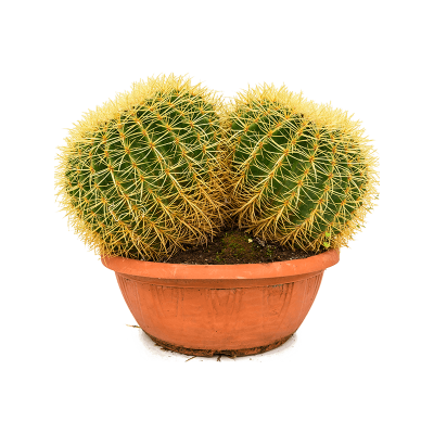 Растение горшечное Эхинокактус/Echinocactus grusonii