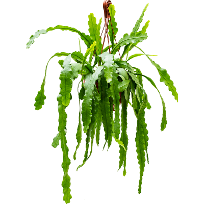 Растение горшечное Эпифиллум/Epiphyllum 'Beavertail'