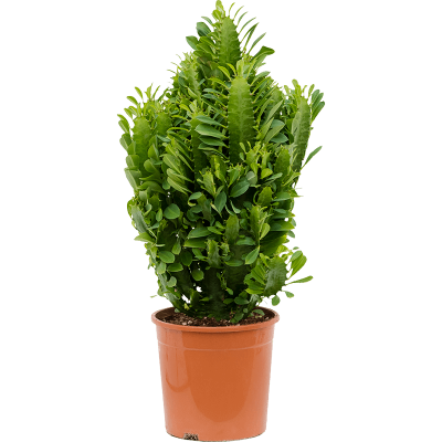 Растение горшечное Молочай/Euphorbia acruensis