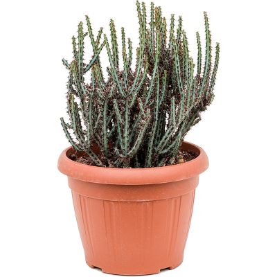 Растение горшечное Молочай/Euphorbia aeruginosa