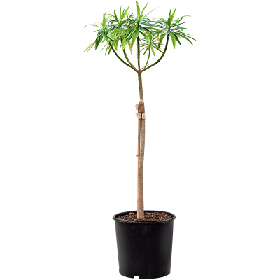 Растение горшечное Молочай/Euphorbia dendroides (120-150)