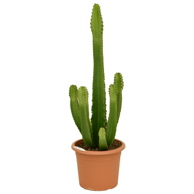 Растение горшечное Молочай/Euphorbia ingens