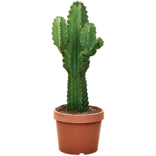 Euphorbia ingens