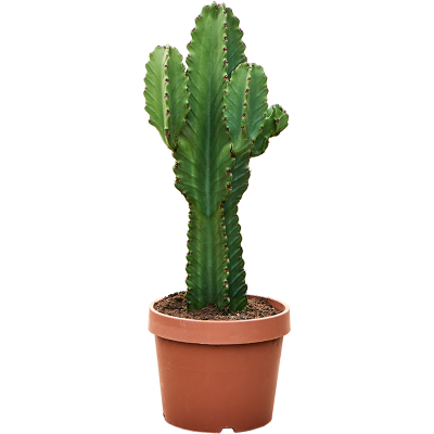 Растение горшечное Молочай/Euphorbia ingens