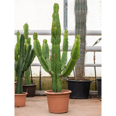 Растение горшечное Молочай/Euphorbia ingens