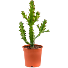 Euphorbia mayuranathanii