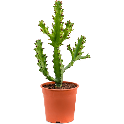 Растение горшечное Молочай/Euphorbia mayuranathanii