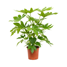 Fatsia japonica