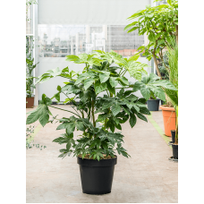 Fatsia japonica