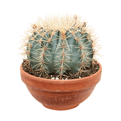 Растение горшечное Ферокактус/Ferocactus glaucescens