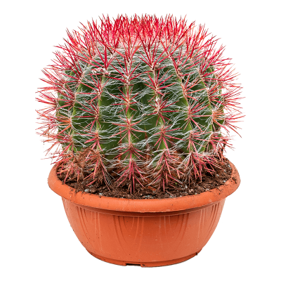 Растение горшечное Ферокактус/Ferocactus stainesii