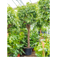 Ficus amstel king