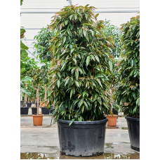 Ficus binnendijkii 'Amstel King'