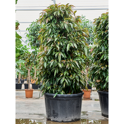 Растение горшечное Фикус/Ficus binnendijkii 'Amstel King'