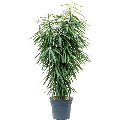 Растение горшечное Фикус/Ficus alii