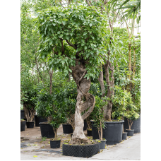 Ficus altissima