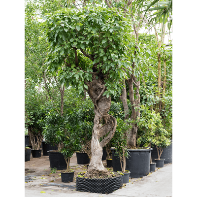 Растение горшечное Фикус/Ficus altissima