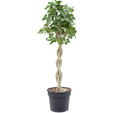 Ficus benghalensis 'Audrey'