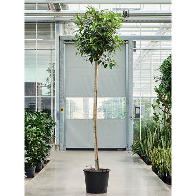 Растение горшечное Фикус/Ficus bellingeri