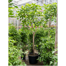 Ficus benghalensis 'Variegata'