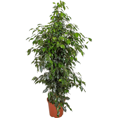 Растение горшечное Фикус/Ficus benjamina 'Danielle'