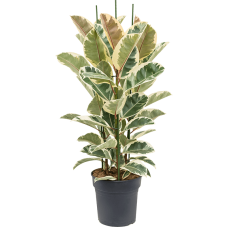 Ficus elastica 'Tineke'