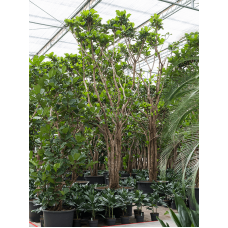 Ficus lyrata