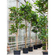 Ficus lyrata