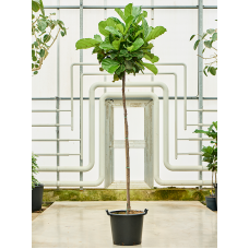 Ficus lyrata