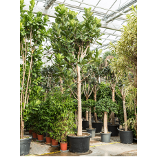 Ficus lyrata