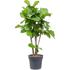 Ficus lyrata