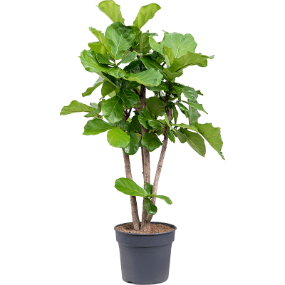 Растение горшечное Фикус/Ficus lyrata