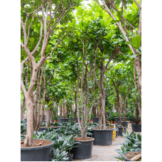 Ficus lyrata