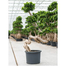 Ficus microcarpa 'Compacta'