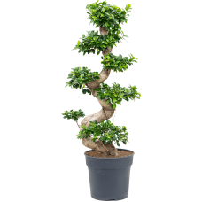 Ficus microcarpa compacta