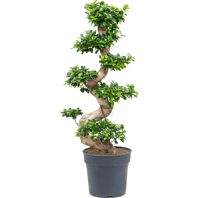 Растение горшечное Фикус/Ficus microcarpa compacta