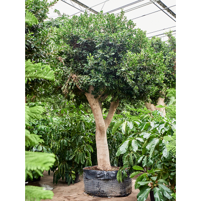 Растение горшечное Фикус/Ficus microcarpa ‘Nitida’