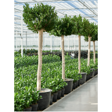 Ficus microcarpa 'Nitida'
