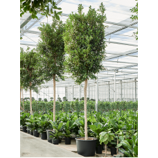 Ficus microcarpa 'Nitida' (400-450)